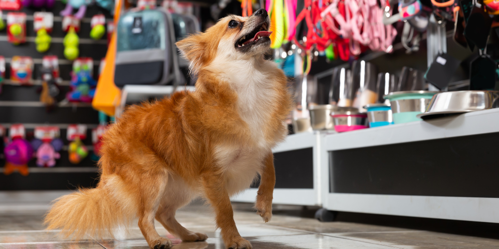 A small dog looks up at pet products in a pet supply store