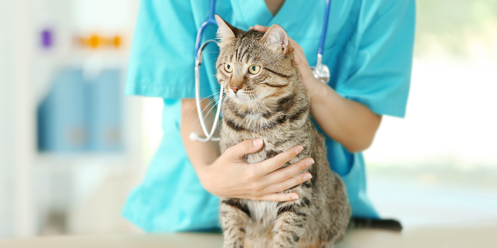 A tabby cat is being examined by a veterinarian
