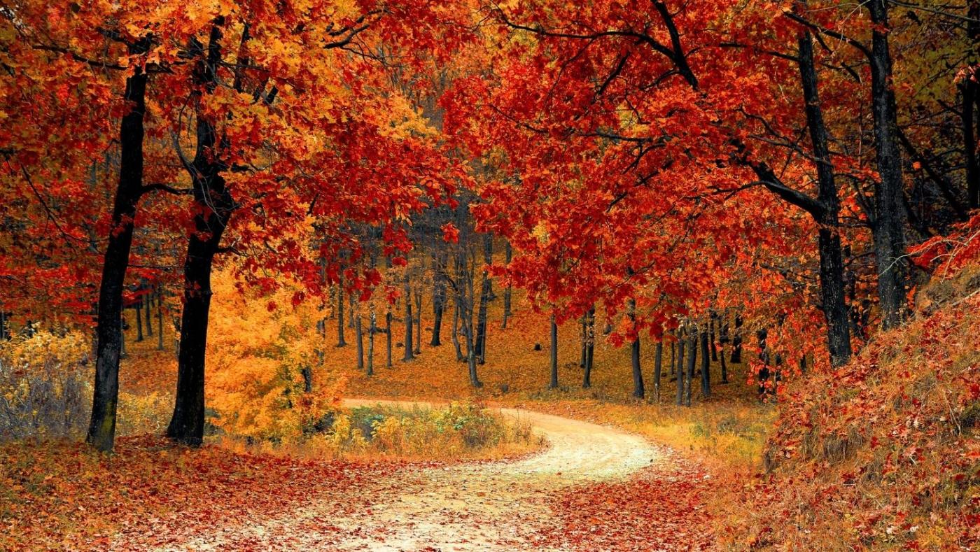 La Llegada del Otoño: Una Época para Disfrutar'