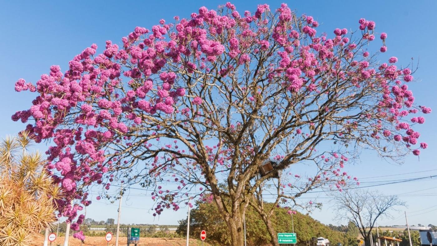 A típica árvore de Ipê
