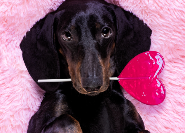 A dog is holding a heart-shaped candy in its mouth