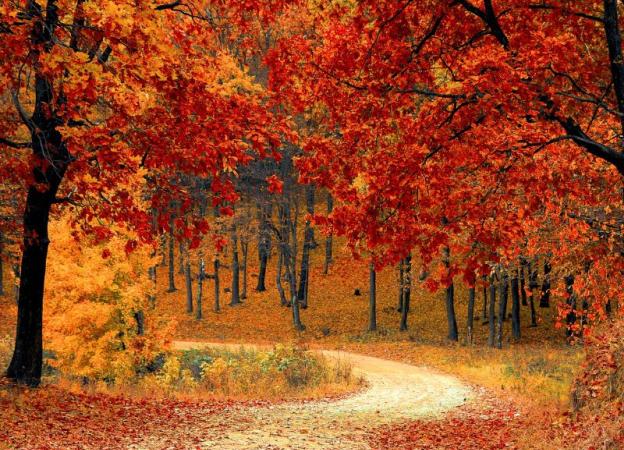 Imagen de un camino rodeado por árboles con hojas rojizas cayendo, simbolizando la llegada del otoño.