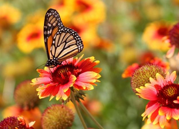 Imagen de un campo con flores, sobre una de ellas hay una mariposa. 